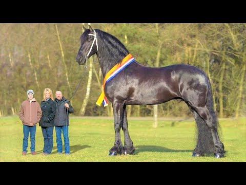 Video: Wie heißen große Pferde?