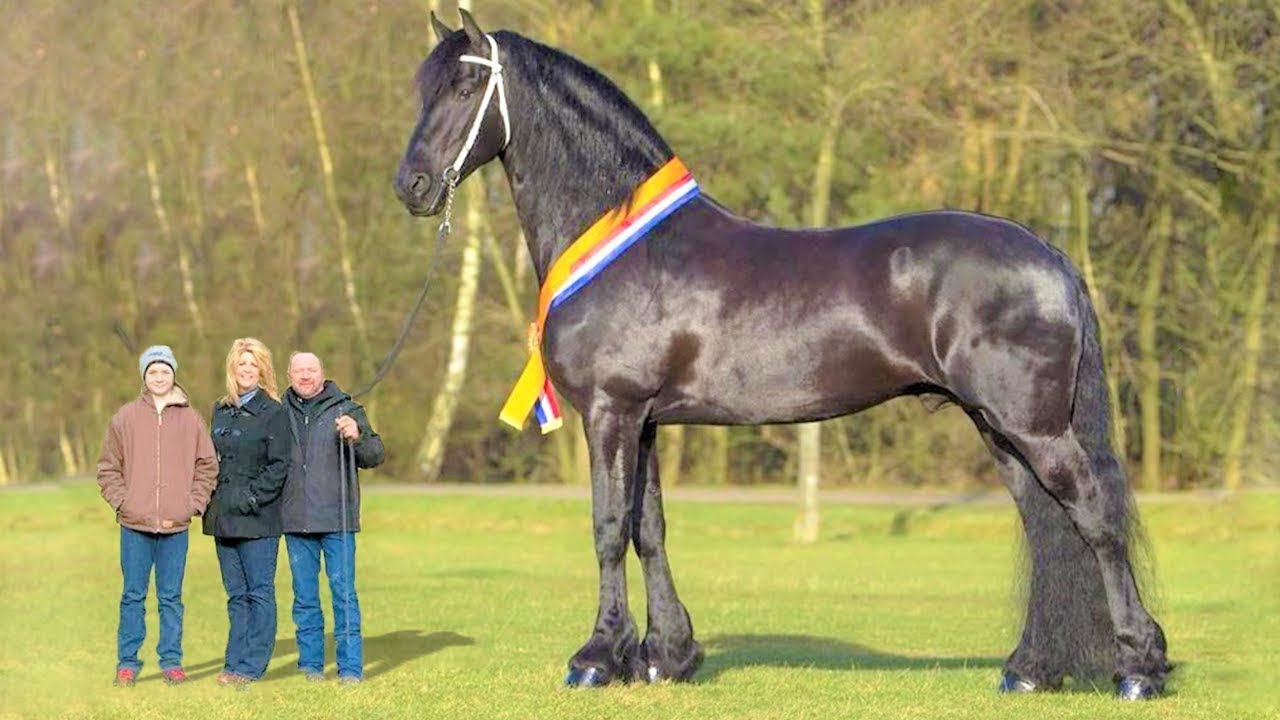 Das Größte Pferd Der Welt Noddy