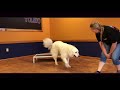 Dog training great pyrenees hank beforeafter two week board and train