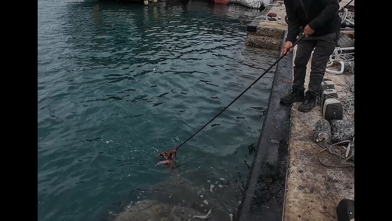 갸프질 삽질? 문어 잡기 성공??