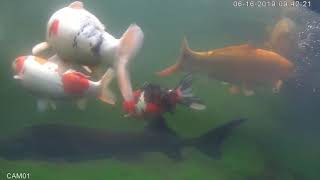 Teichkamera Für Koiteich Ap W2036