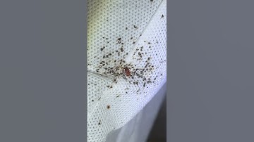 Bed Bug Nesting