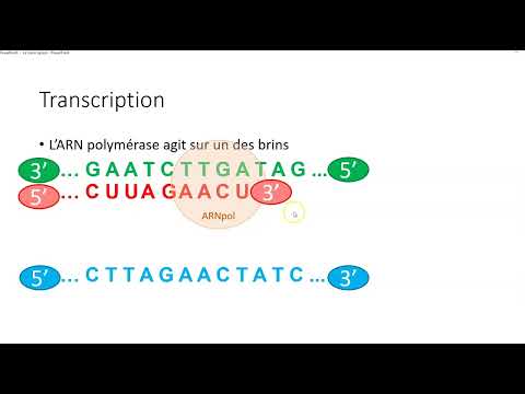 Vidéo: Quelle est la séquence des bases azotées sur le brin d'ADN complémentaire ?