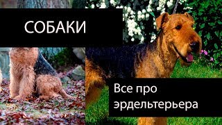 Все про эрдельтерьера Все про эрдельтерьера