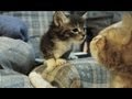 Older Sibling Cat Meets Younger Baby Kitten for The First Time CORNY MUSIC