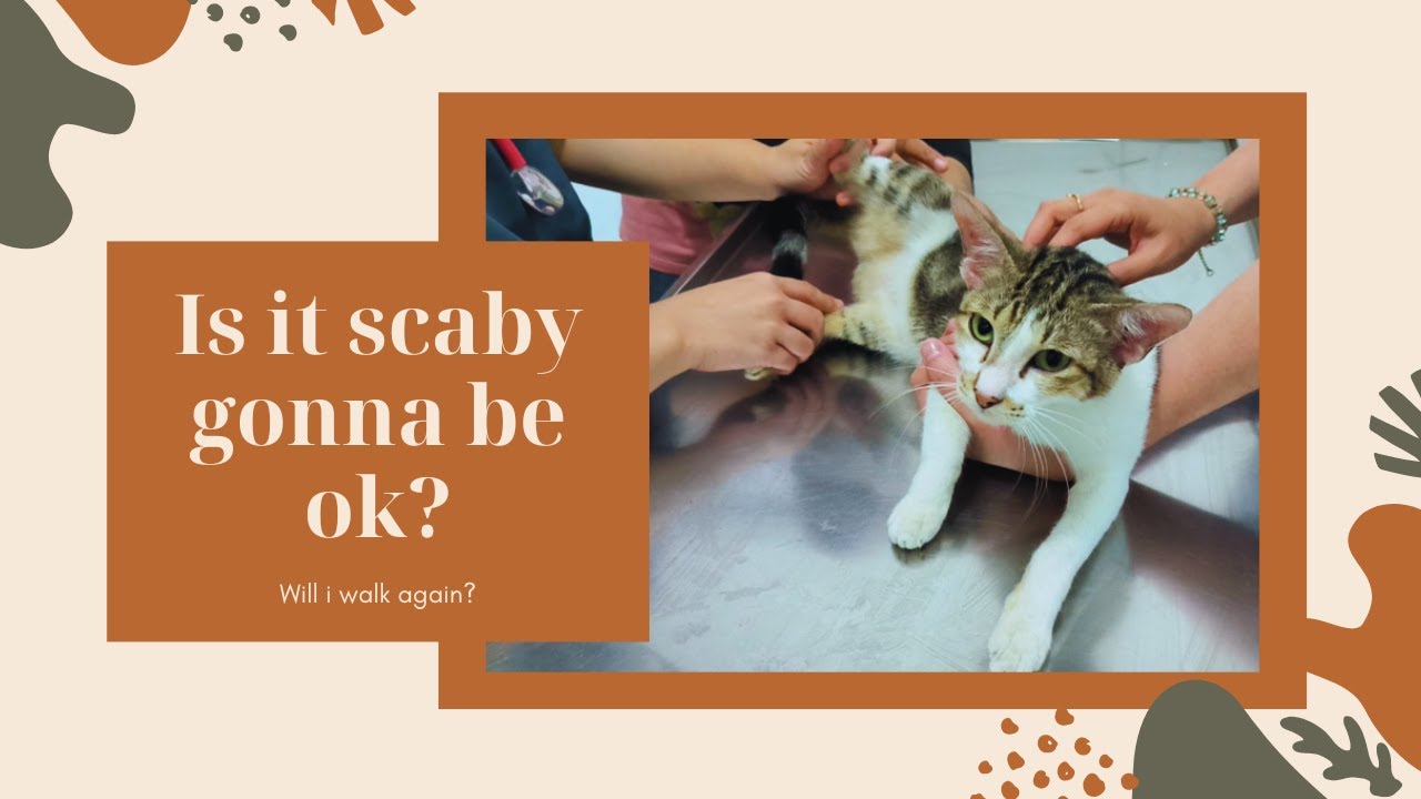 Poor Scaby Cat Need Serious Help Part 2