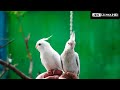 Beautiful Cockatiel of my open Cockatiel Aviary