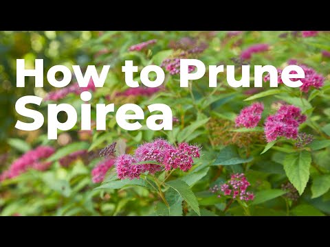 Video: Spirea Control In Gardens: How To Stop the Spread Of Japanese Spirea