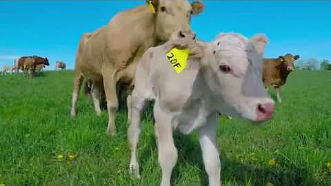 Cow Unbelievably Asks Man to Save Newborn Calf