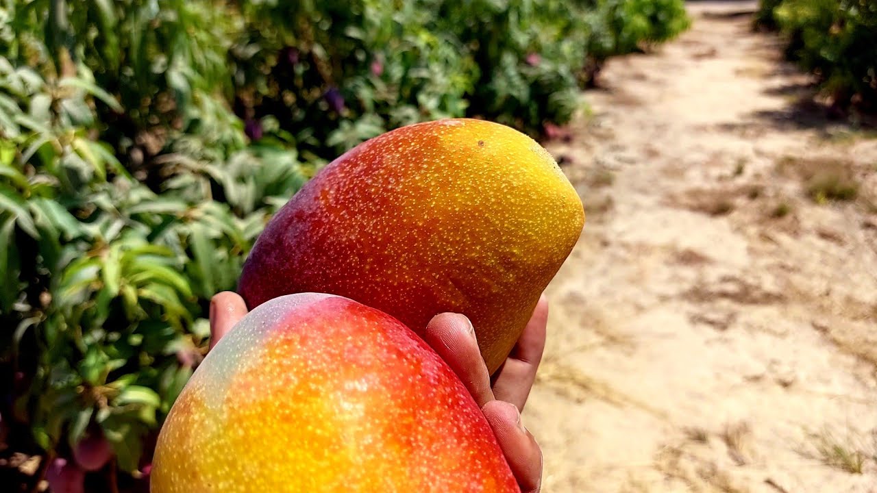 شاهد تقليم مانجو ناعومي بعد جمع الثمار و نتائج  التقليم بعد العقد | 2022 حصري 🥭