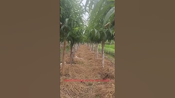 #đào thế huyền tết 2026