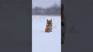 Le renard roux saute sur une souris qu’il ne voit même pas 😳