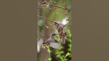 Purple Sunbird building its nest (Slow Motion)