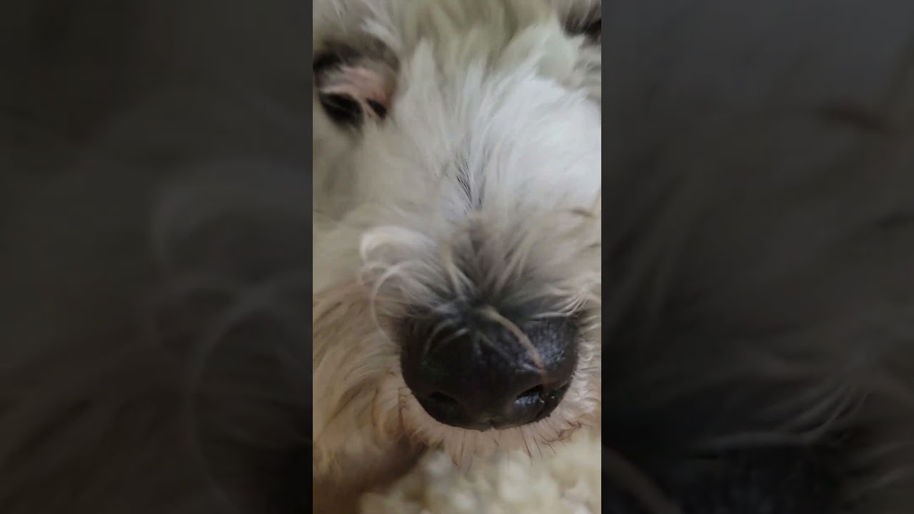 "He Sits Like He Pays Rent 😭" dog