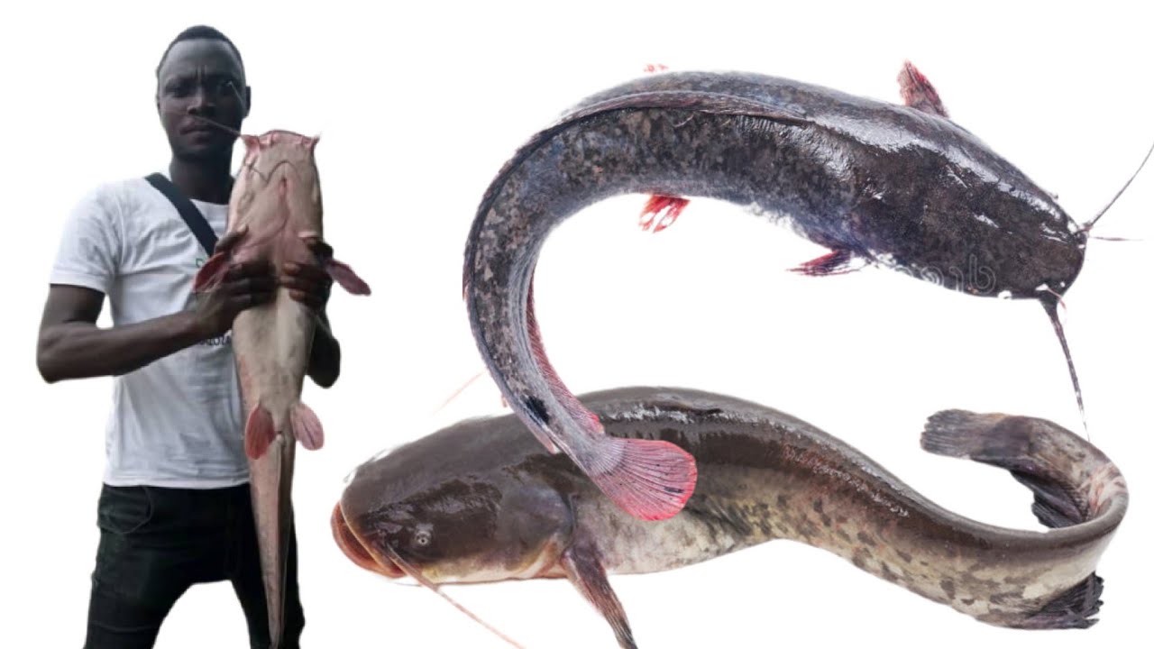 Ubuhinga bwo kworora AMAFI mu Burundi || Amafaranga butanga // ABARUNDI dukwiye gukora ibi