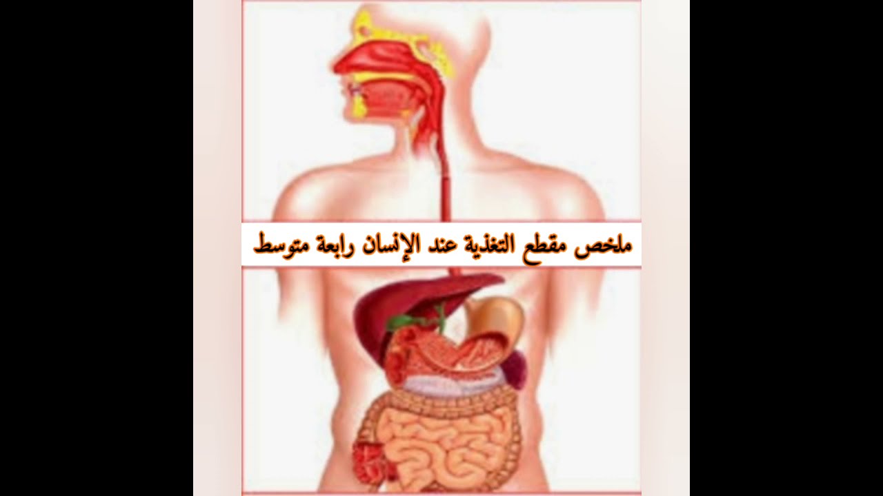 مراجعة شاملة مقطع التغذية عند الإنسان علوم طبيعية رابعة متوسط الجزء الأول
