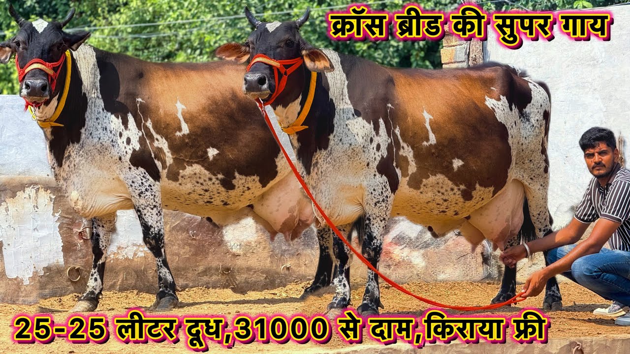 किराया फ्री,31000 से दाम शुरू,25-25 लीटर तक दूध👌5 गाय बिकाऊ👍Low Price Cross Breed Cows For Sale 