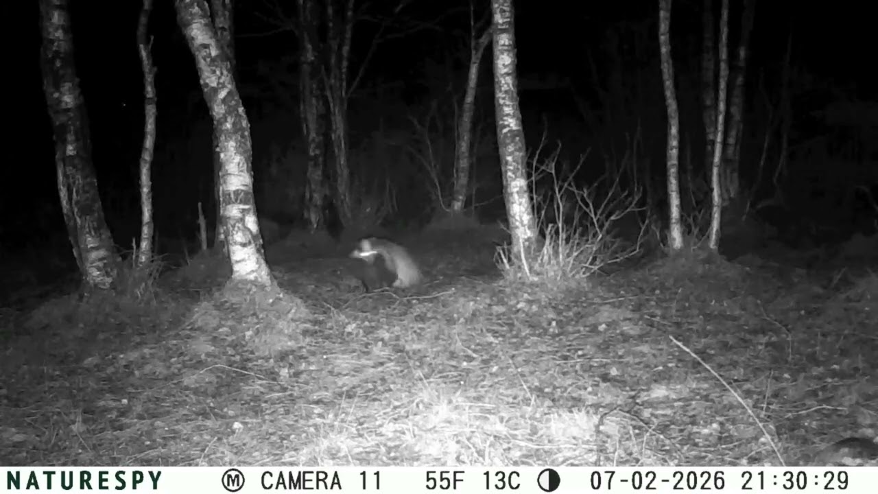 Badger sits down for some intensive grooming: 5-7 February 2026