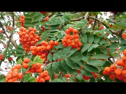 Анна Ахматова. 'Я