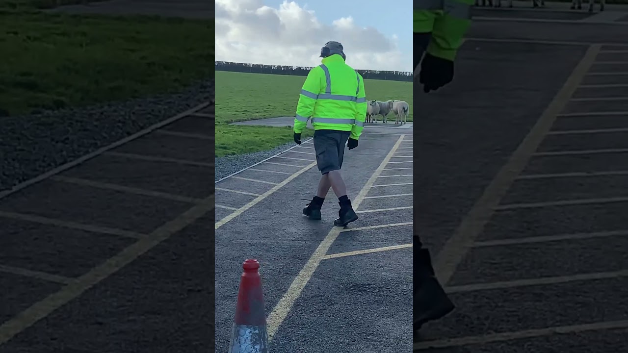 Sheep preventing Helicopter Landing in UK 2023