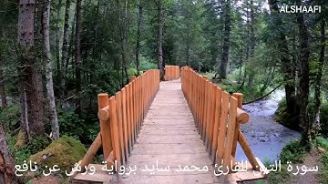 محمد سايد - سورة التين |095| MOHAMED SAYED - SURAT AL TIN