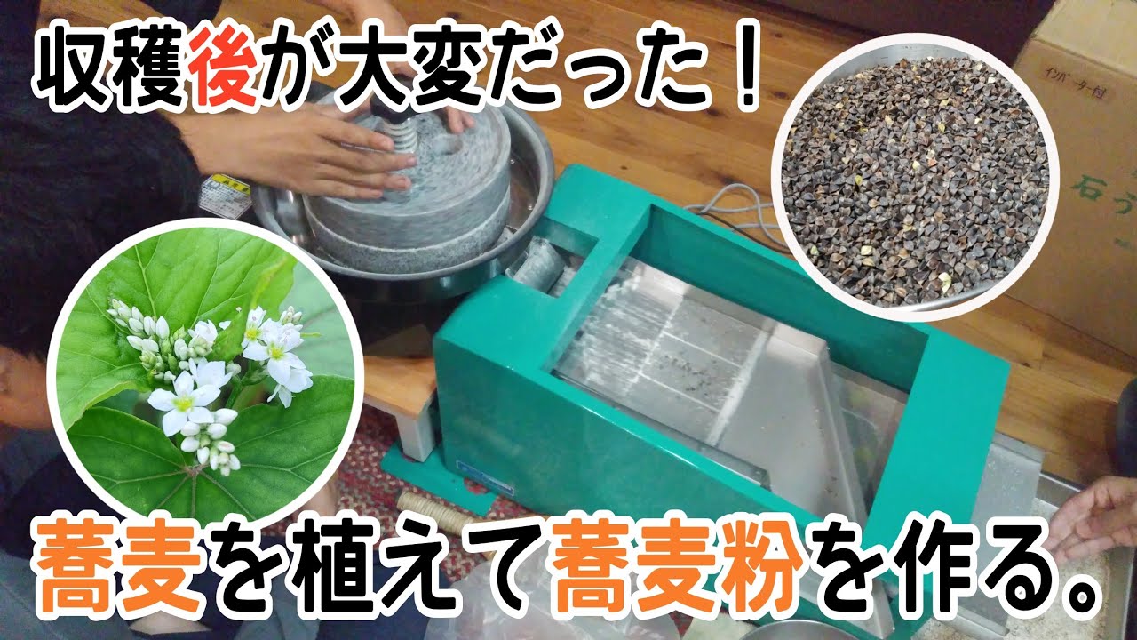 【vol.166】収穫後が大変だった！蕎麦を育てて蕎麦粉を作る。