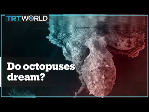 Do octopuses change colours when they're dreaming?