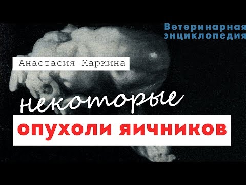 Видео: Опухоль яичка (клетка Сертоли) у собак