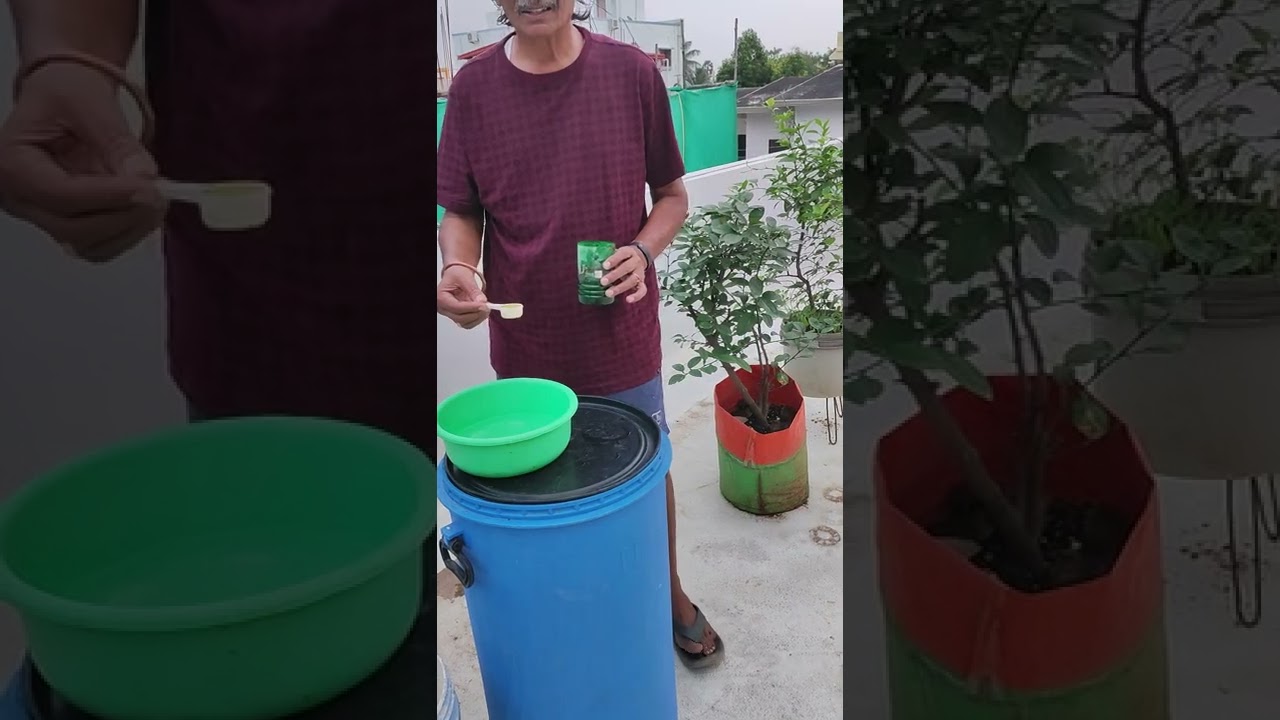 Spraying of micronutrients on lemon plants made with 5 Pulses 5 oil seeds