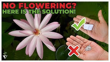 How to become a pro in growing Water Lilies | Flowering Issue SOLVED