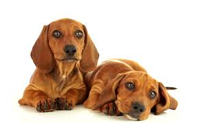 THESE PUPPIES WILL STEAL YOUR HEART PART2