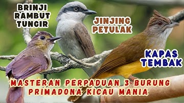 JINJING PETULAK • KAPAS TEMBAK • BRINJI RAMBUT TUNGIR 🔥 MASTERAN BURUNG PRIMADONA KICAU MANIA