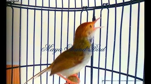 Prenjak Gacor - Pancingan Variasi Tembakan Prenjak Lumut - Masteran Suara Pikat Prenjak Kepala Merah