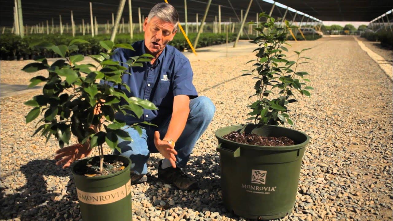 How to Transplant a Camellia Japonica Bush Garden Savvy YouTube