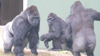 Father gorilla threatening son gorilla who is playing a prank on his mother / Shabani Group