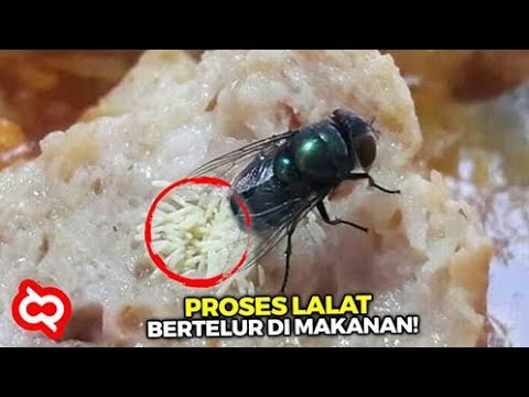 jangkrik bertelur