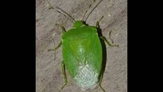 lieu - i heart worms