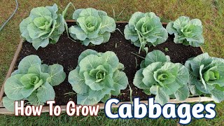 Cabbage growing from seeding and growing on plastic