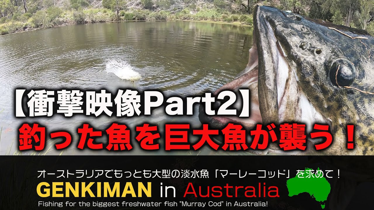 またまた巨大魚降臨 小さい魚に横から食らいつく巨大魚 マーレーコッドinオーストラリアその5 地球遊び 05 Youtube