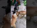 #shorts #shortvideo #dog #dogshorts #puppy #puppylove #pets #petlover
