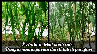 Perbedaan lebat buah cabe, dengan pemangkasan tunas dan tidak di pangkas