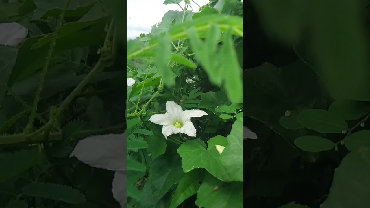 Whispers of nature  #ihavethisthingwithplants #haveitoldyoulatelythatiloveyou