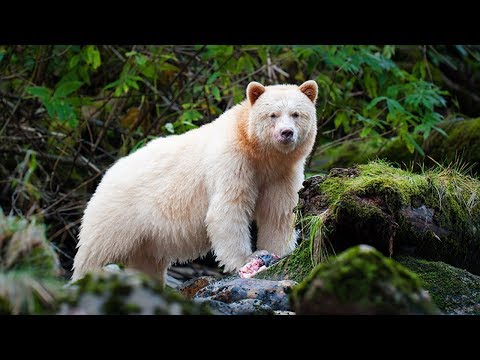 Vídeo: O Yeti De Gornaya Shoria é Um Urso Preto, Um Guaxinim E Um Cavalo - Visão Alternativa