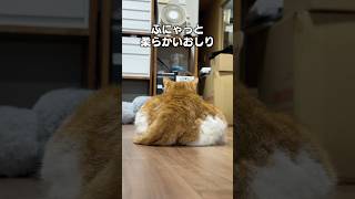 「お尻ってかわいいよね」猫あるある|フルはApple Musicほか音楽アプリへ
