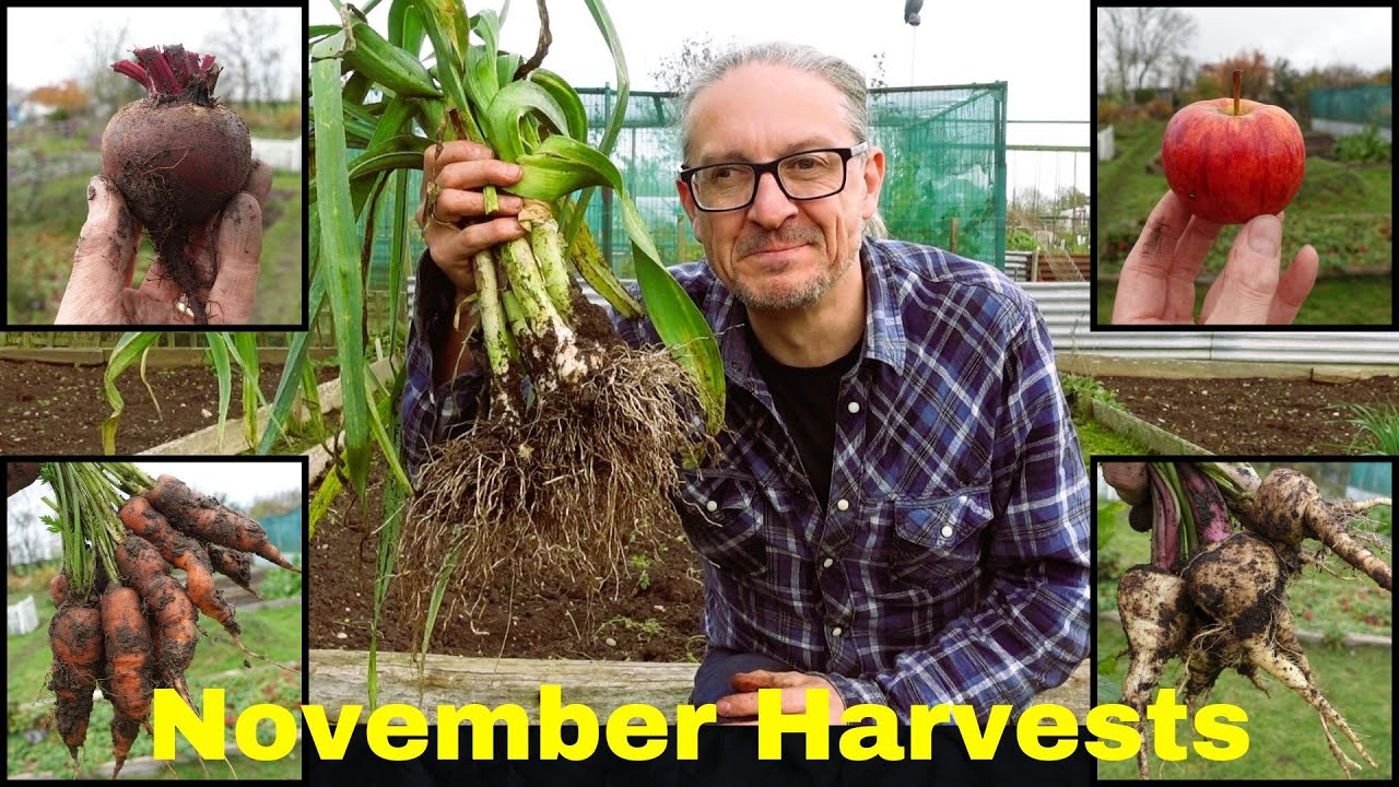 Ноябрьский урожай овощей — свекла, пастернак, морковь, яблоки, перец чили и лук-порей