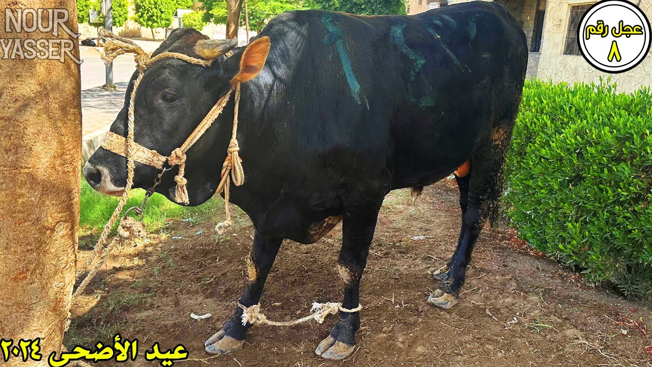 ذبح عجل أول ايام العيد عجل رقم 8 | جزارة الصفا والمروة 2024 - YouTube