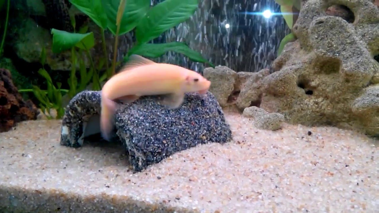 Гиринохейлус против платидораса. Бой за грот .