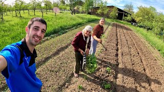 PLANTĂM RĂSADUL DE ROȘII