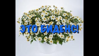Видео БИДЕНС или нет МЕНЯ ТЕРЗАЮТ СОМНЕНИЯ! (автор: КЛАН сибирских цветочниц. Советы, идеи, опыт!)