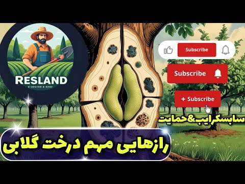 نکات طلایی در مورد درخت گلابی آموزش و شناخت بیماری تقویت درخت درخت گلابی باغبانی آموزش زراعت